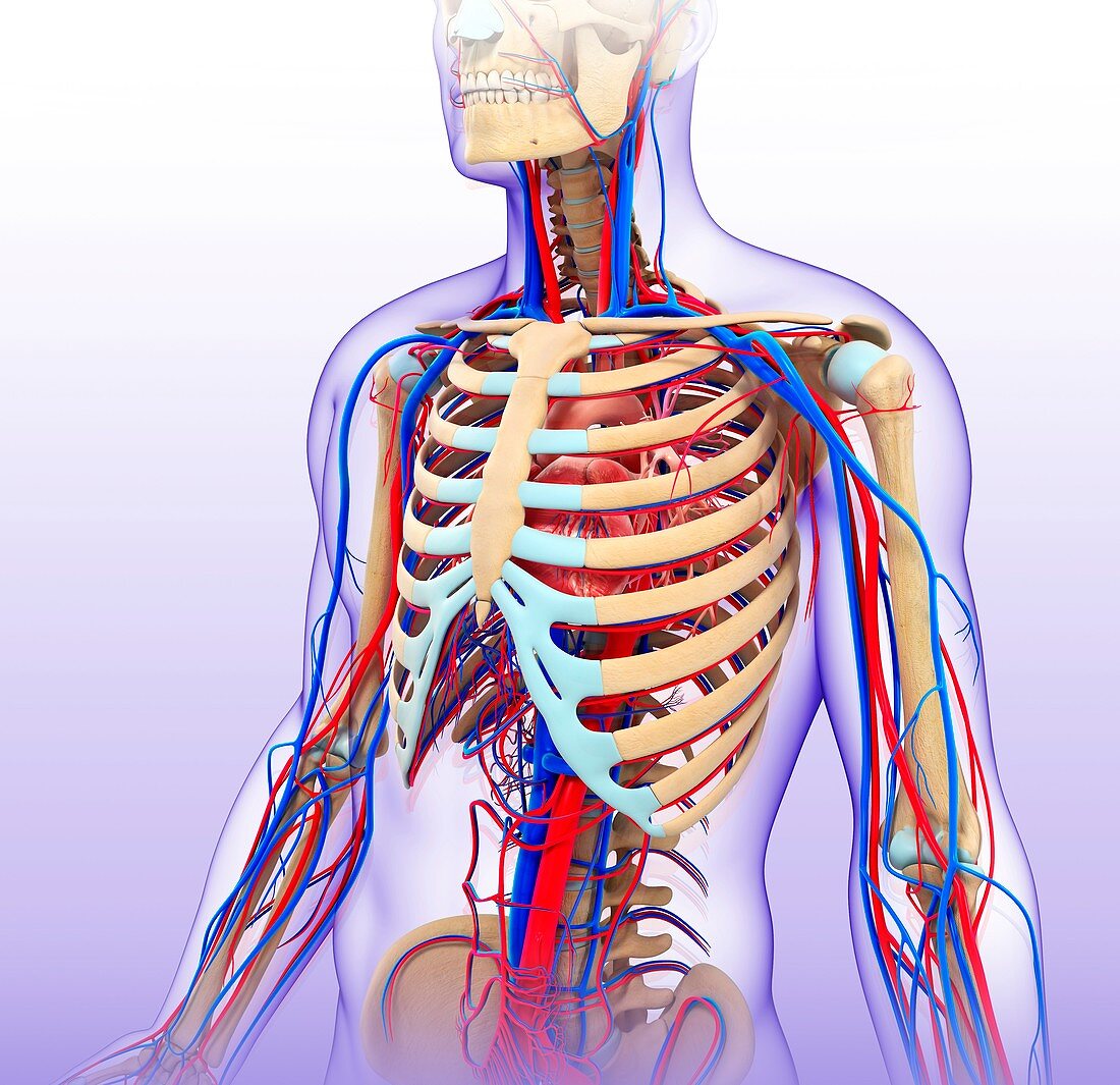 Male circulatory system,illustration