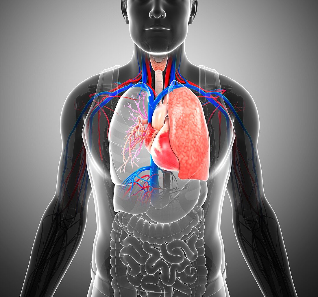 Male respiratory system,illustration