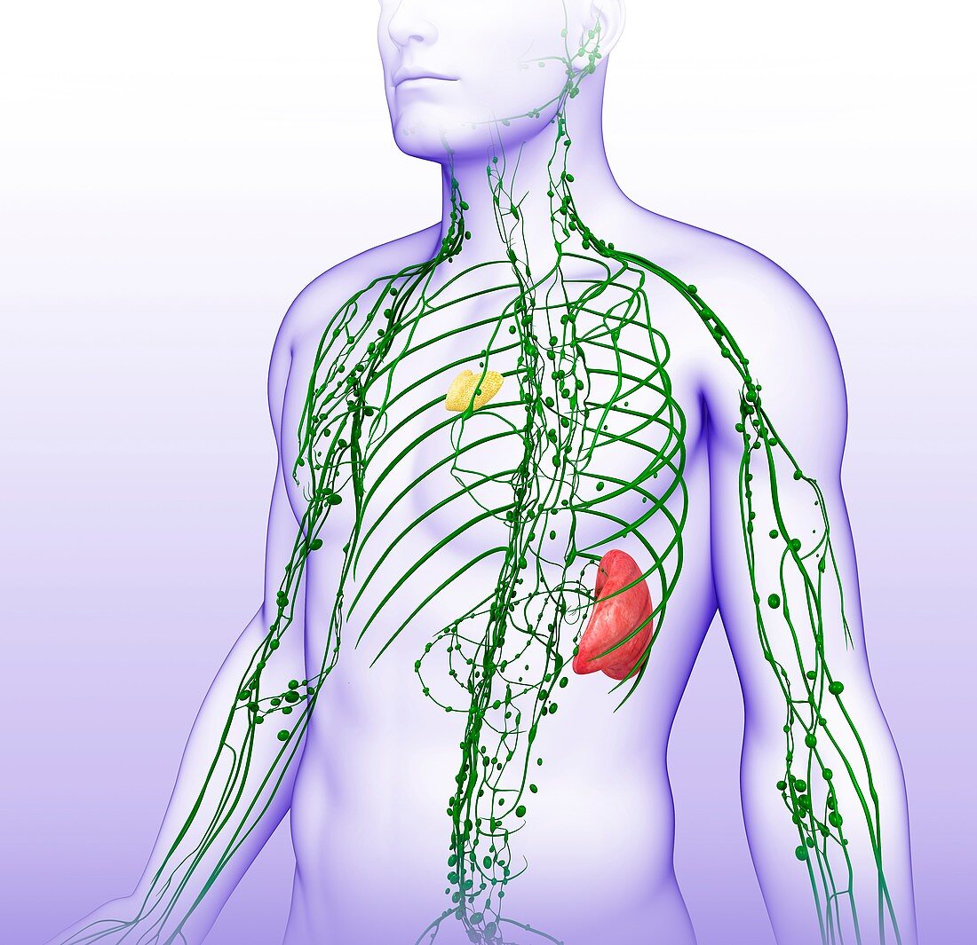 Male lymphatic system,illustration