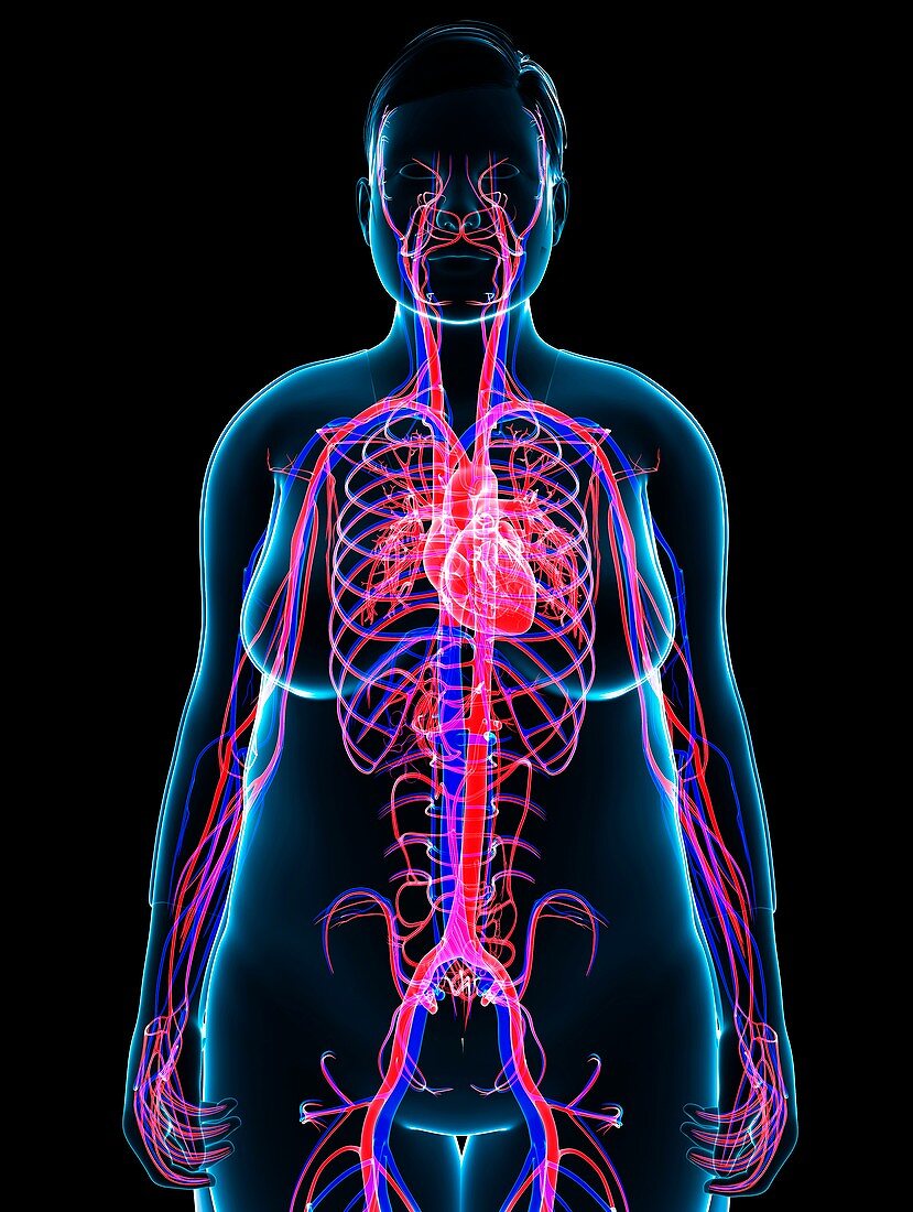 Cardiovascular system,illustration