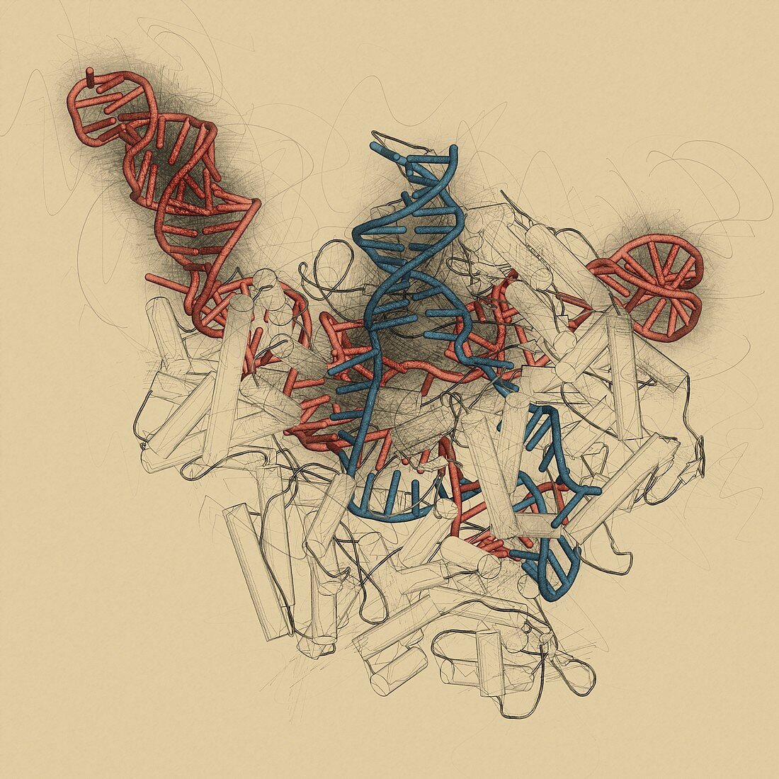 CRISPR-CAS9 gene editing,illustration