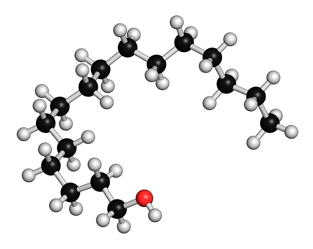 Cetyl alcohol molecule,illustration