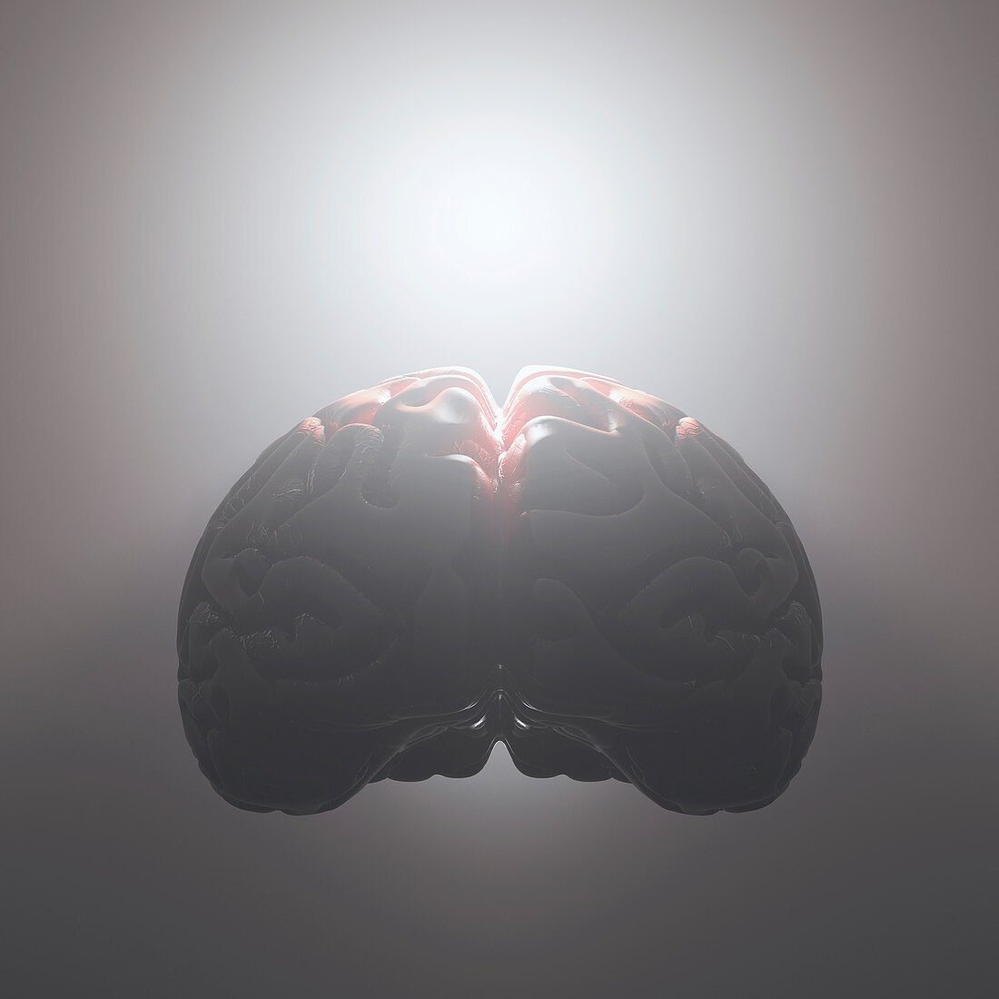 Human brain against grey background