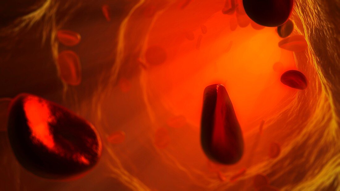 Artwork of cells in blood stream