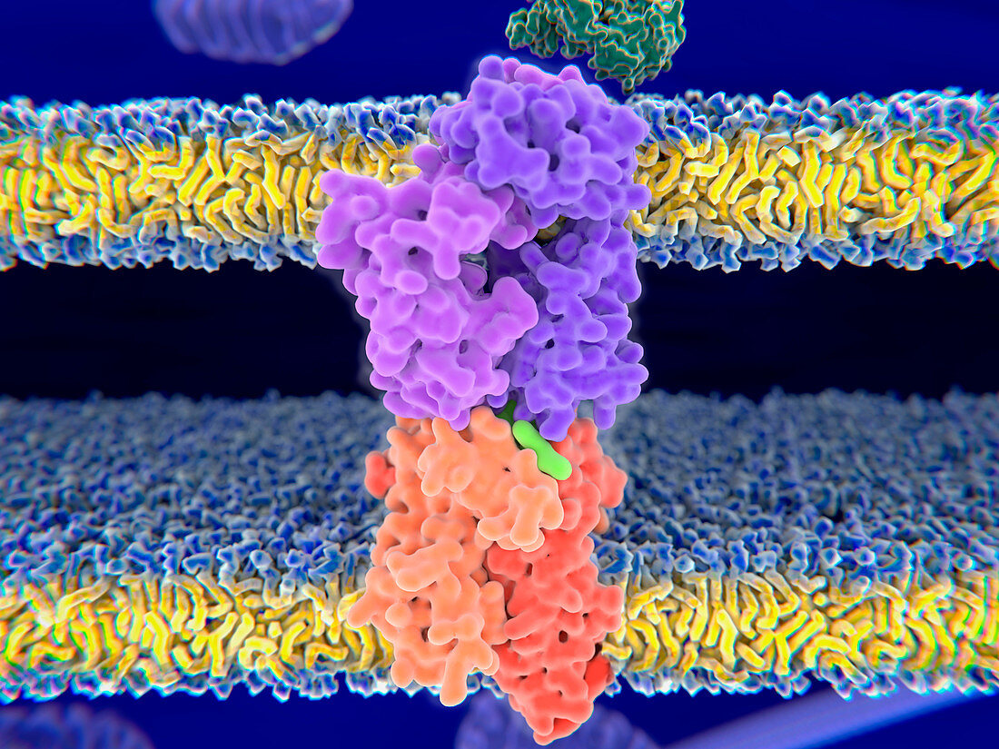T-cell receptor-MHC-antigen complex