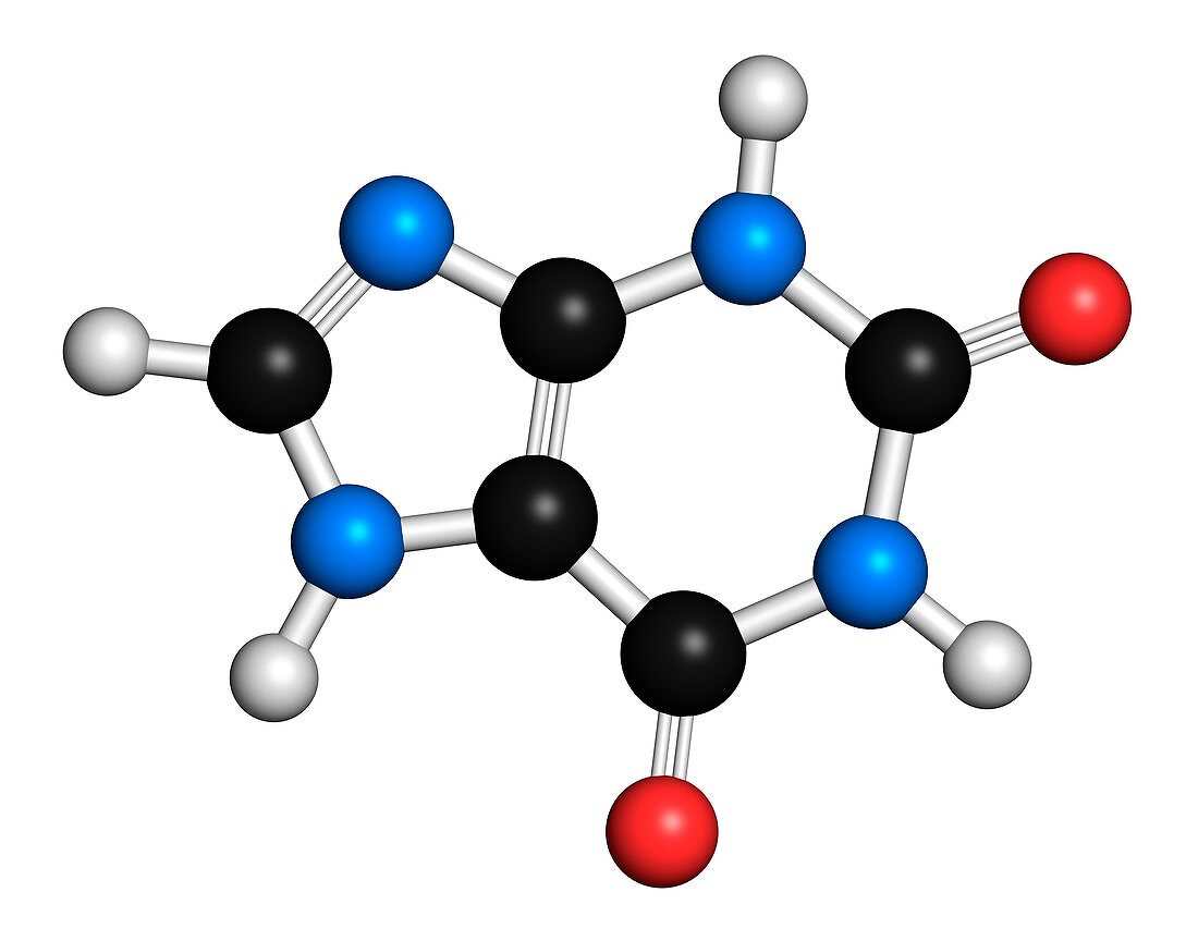 Xanthine molecule,illustration