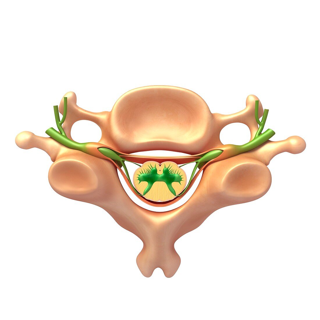 Human vertebral structure,illustration