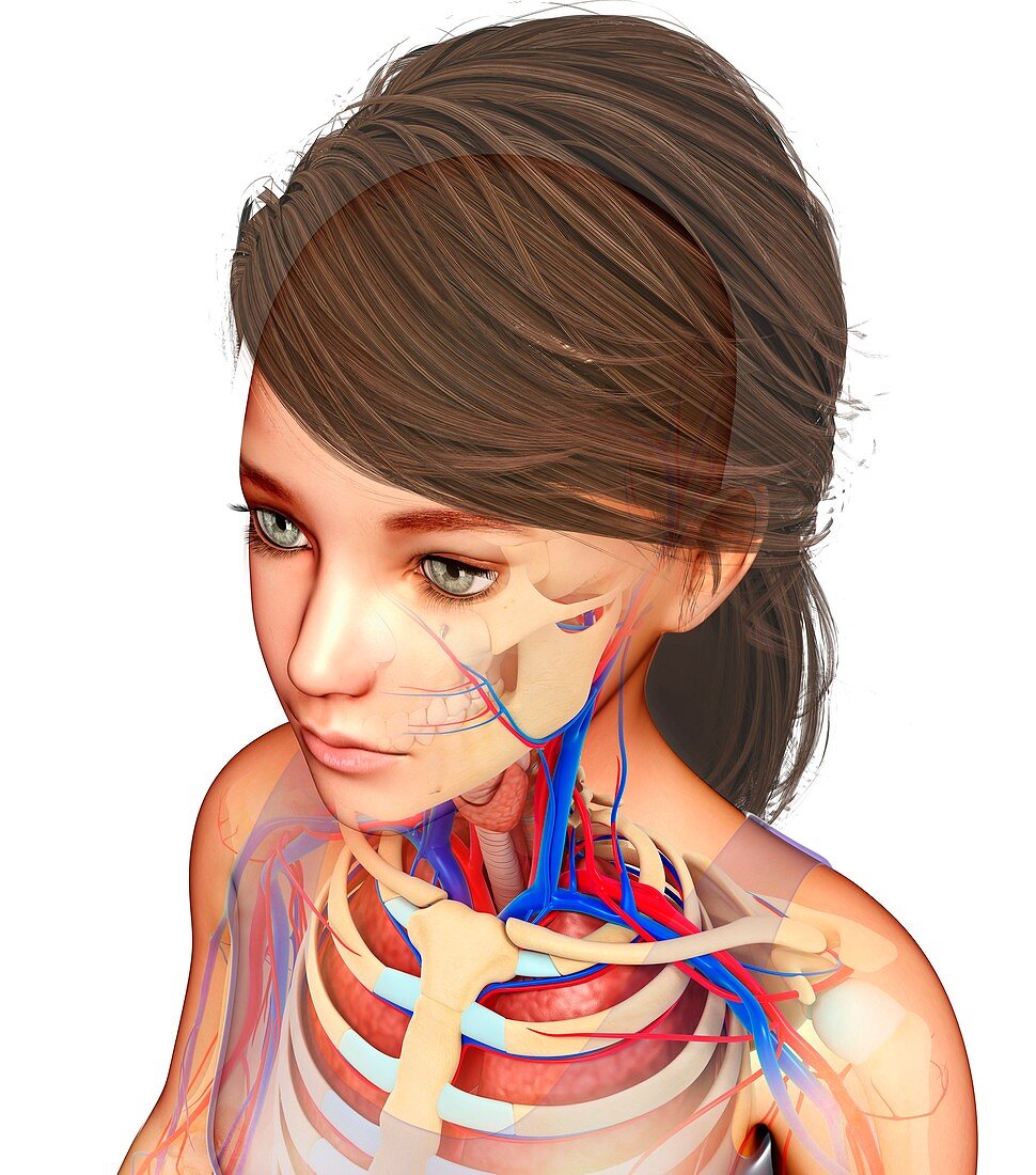 Head and shoulder anatomy,illustration