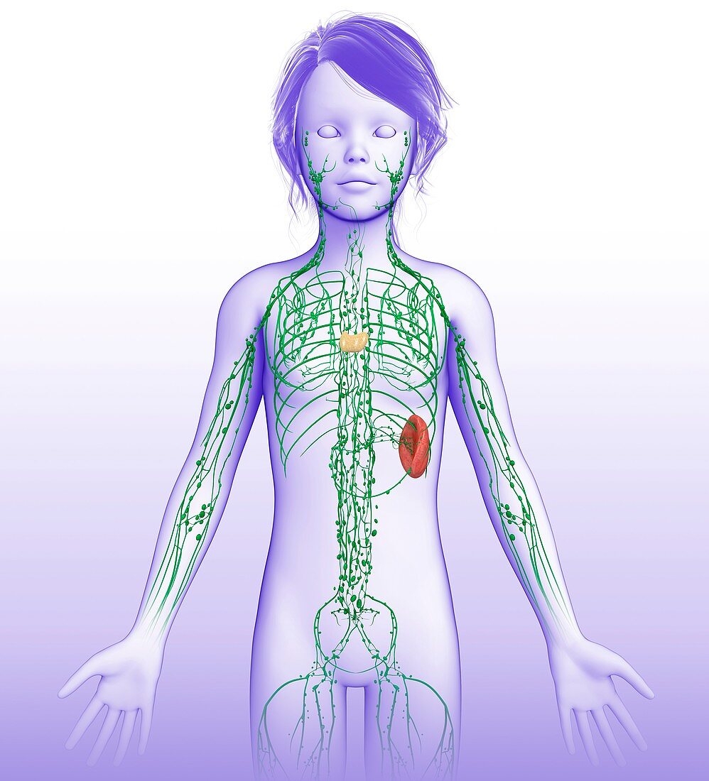 Lymphatic system,illustration