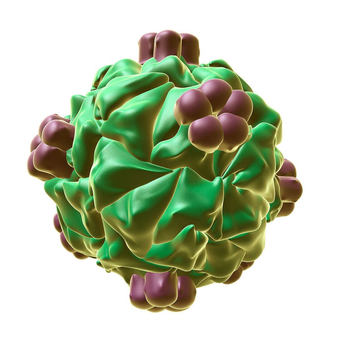 HK97 bacteriophage capsid,illustration
