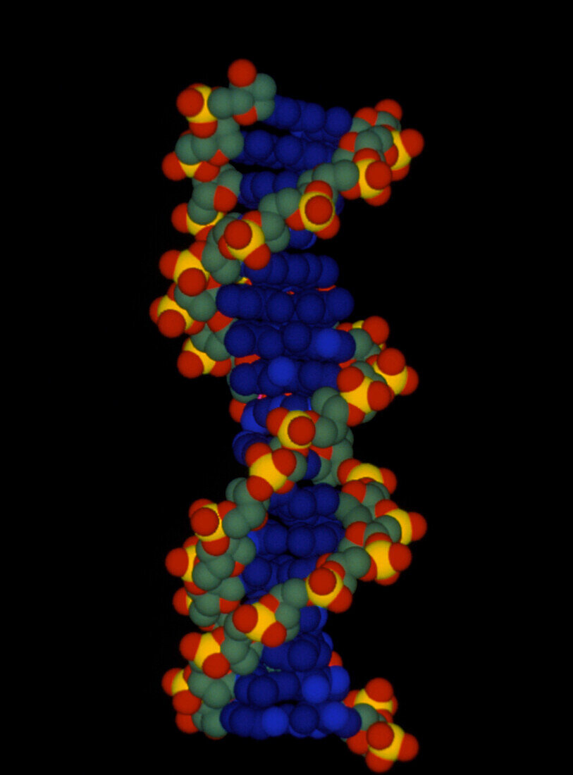 Molecular representation of DNA