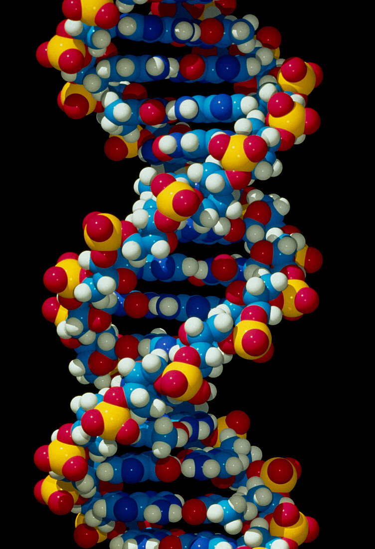 Computer-generated model of B-DNA