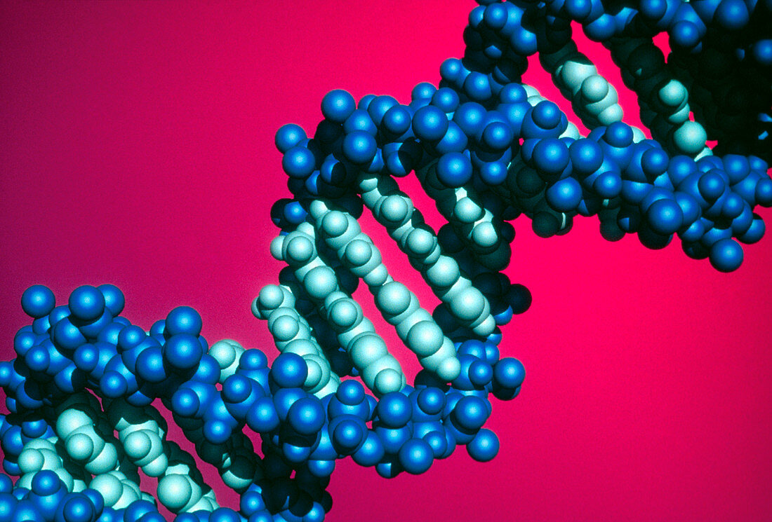 Molecular graphic of DNA