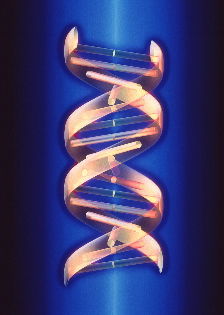 Computer artwork of part of a beta-DNA molecule