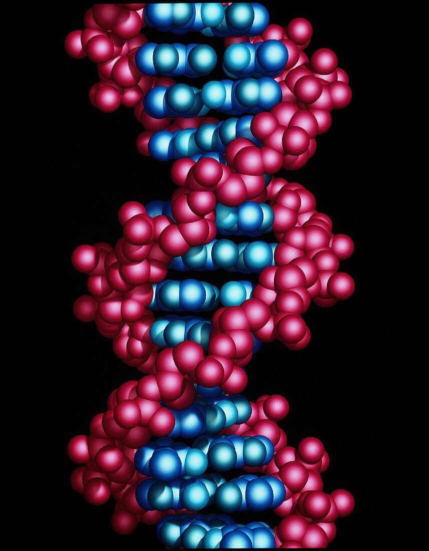 Computer illustration of a beta DNA molecule