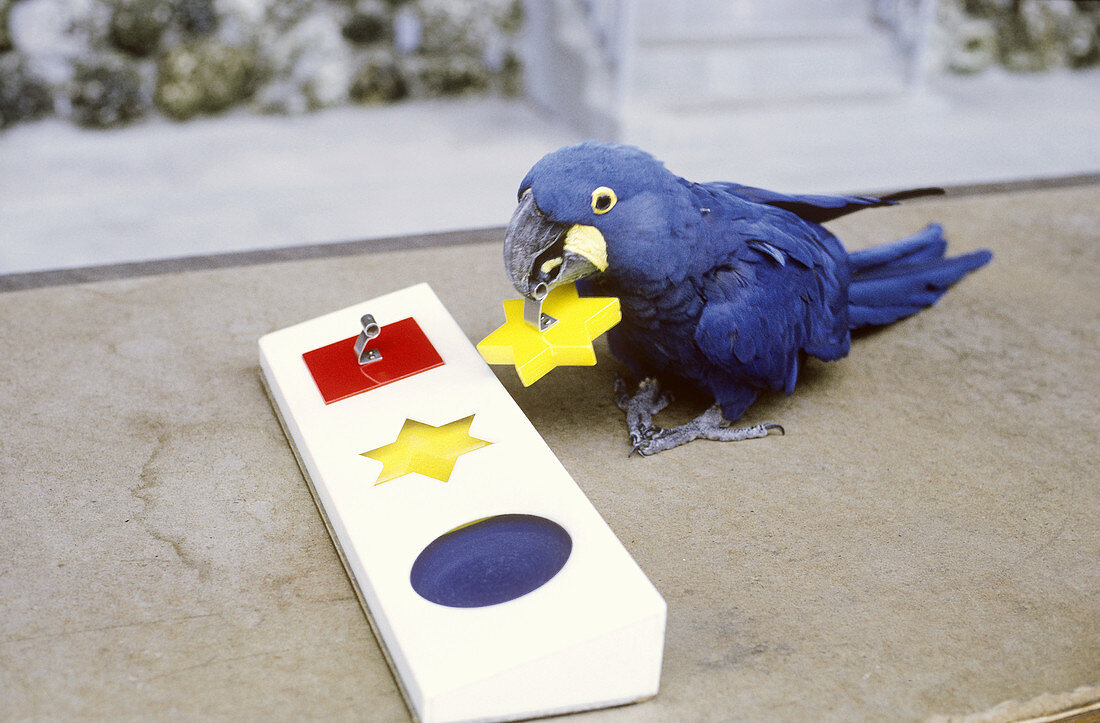 Hyacinth Macaw working a puzzle