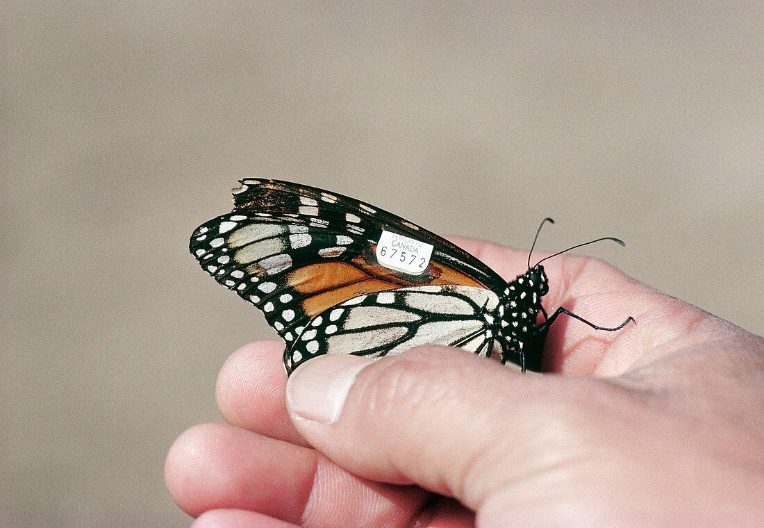 Tagged monarch butterfly in researcher's hand