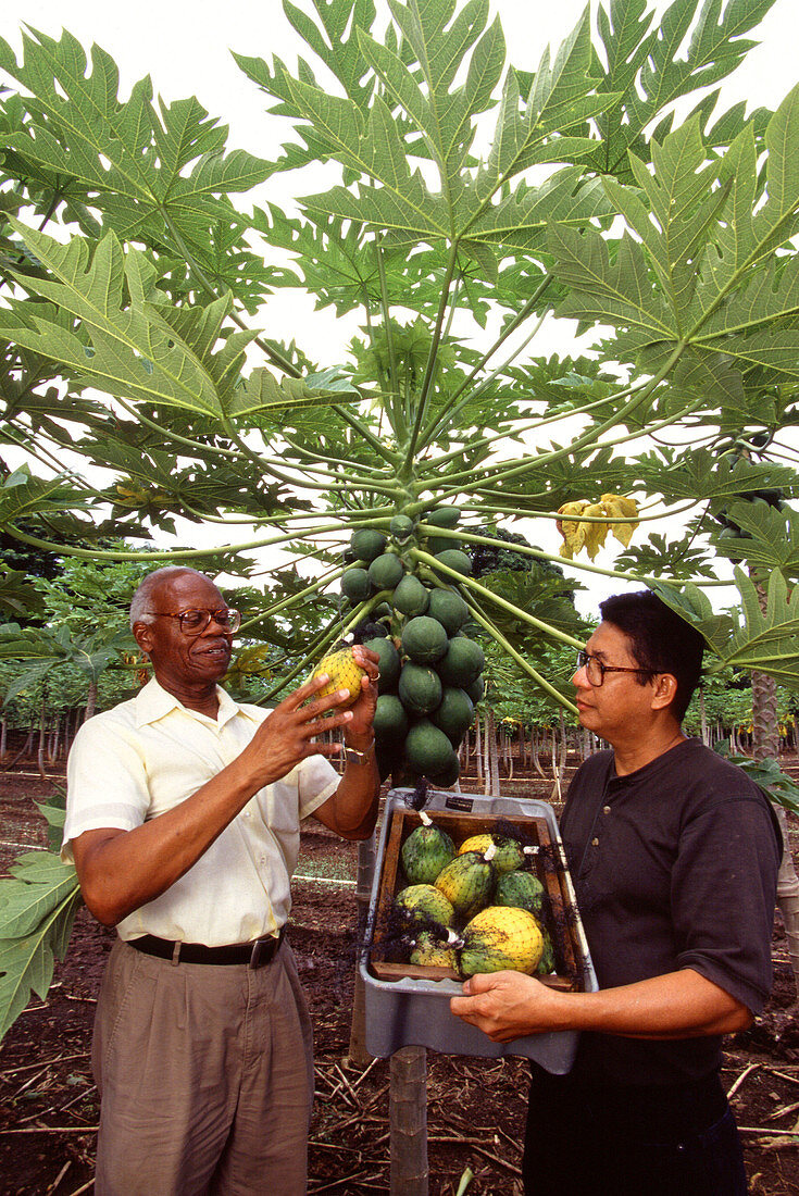 Examining papaya fruit