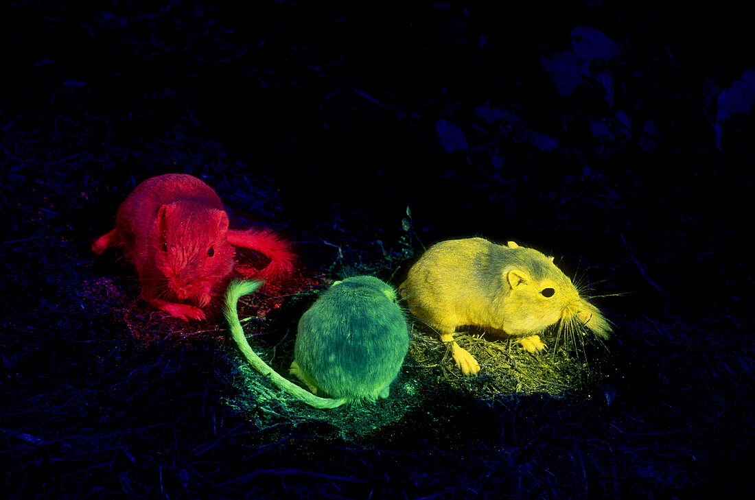 Tracking Kangaroo Rats with Fluorescence
