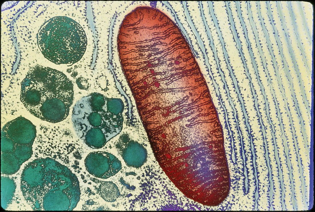 Coloured TEM of a mitochondrion