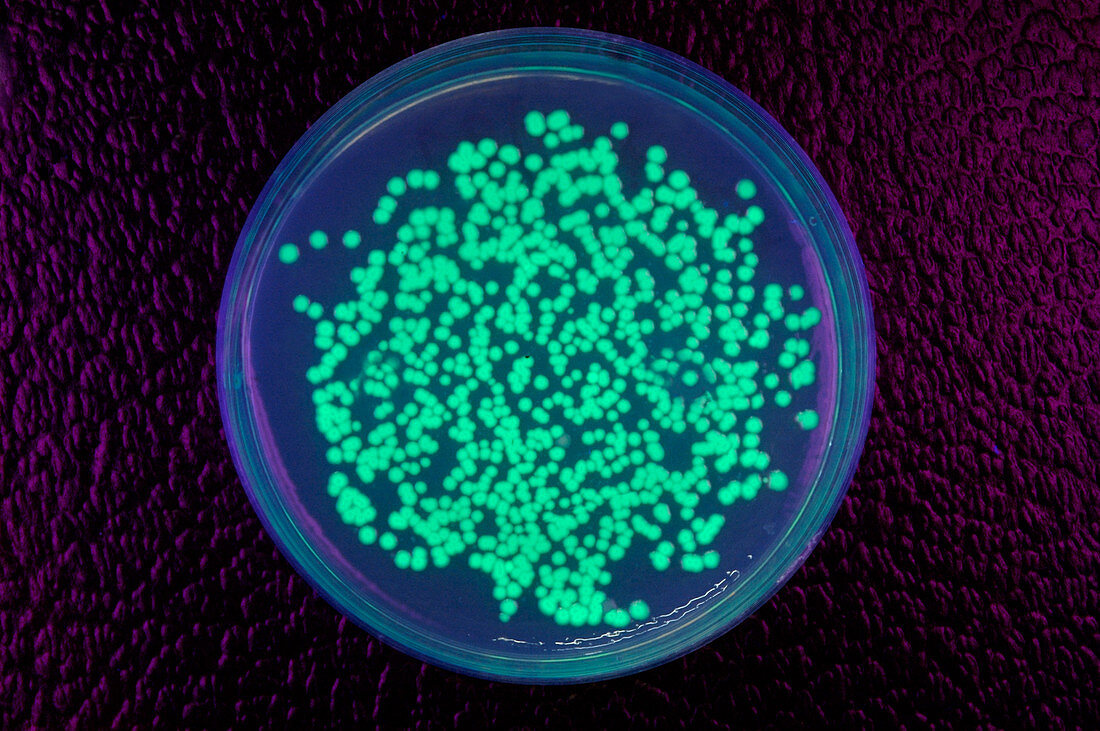 Bioluminescent jellyfish bacteria