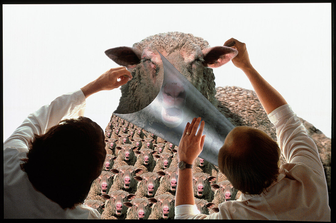 Conceptual image of technicians cloning a sheep