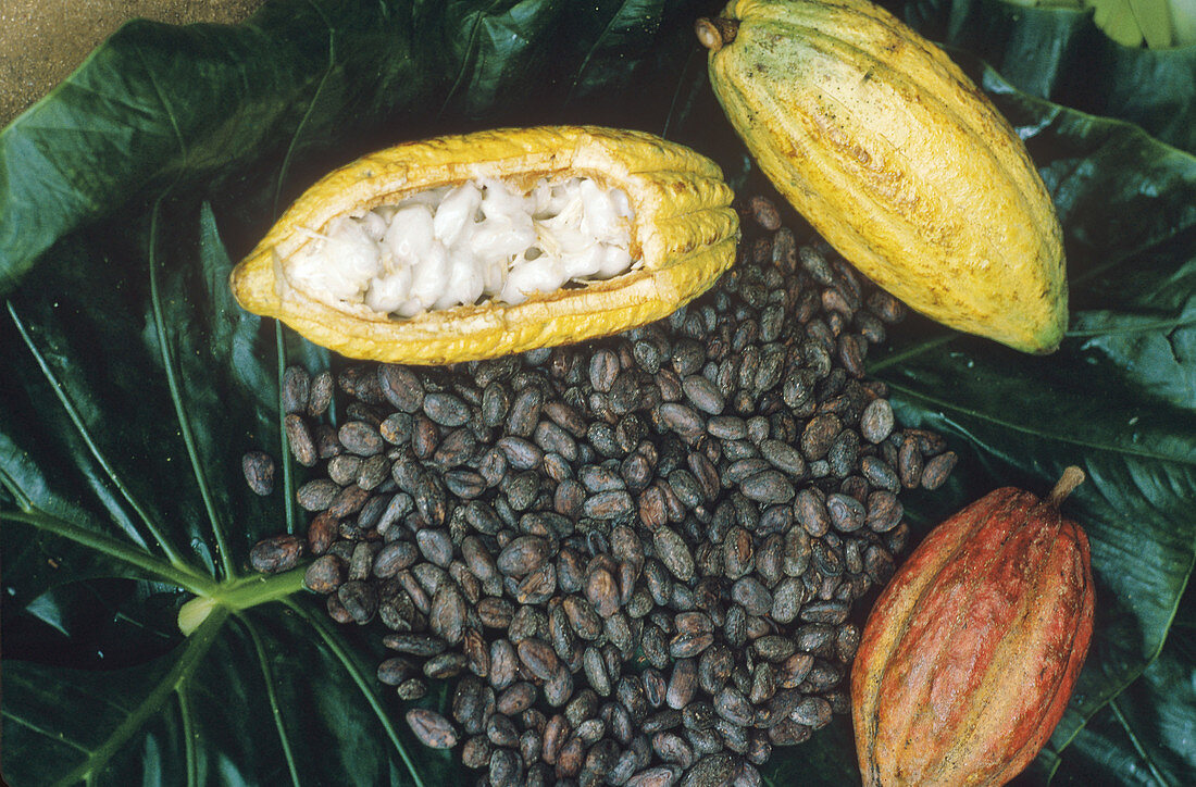 Cocoa plants