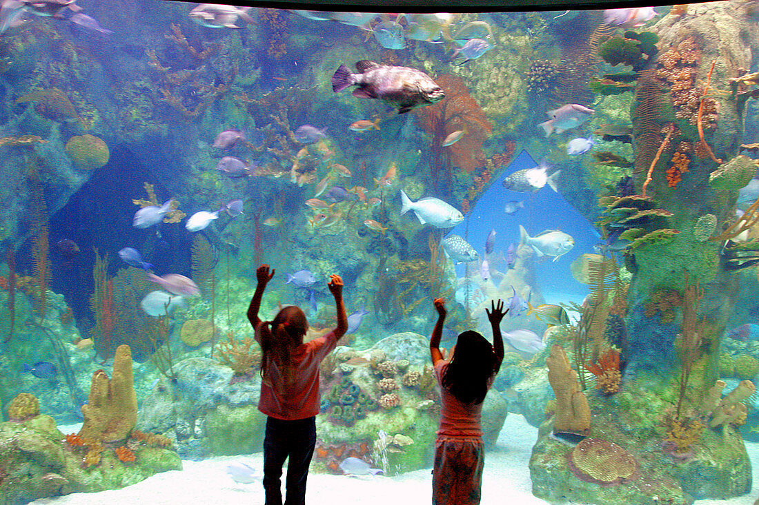 Aquarium with a 285,000 gallon shark tank