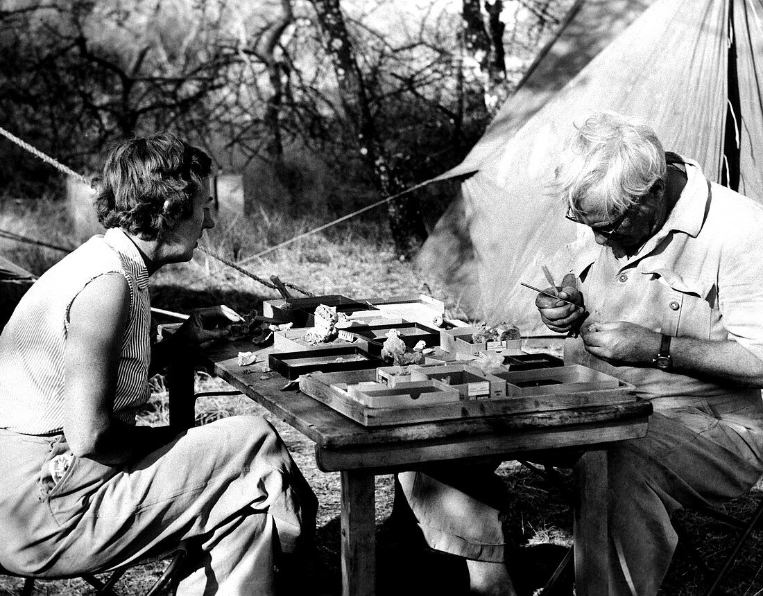 Louis and Mary Leakey,palaeontologists
