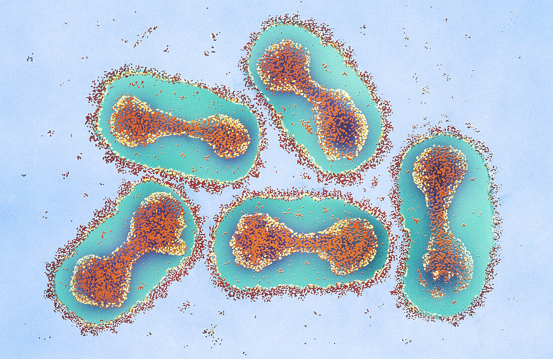 Smallpox Virus