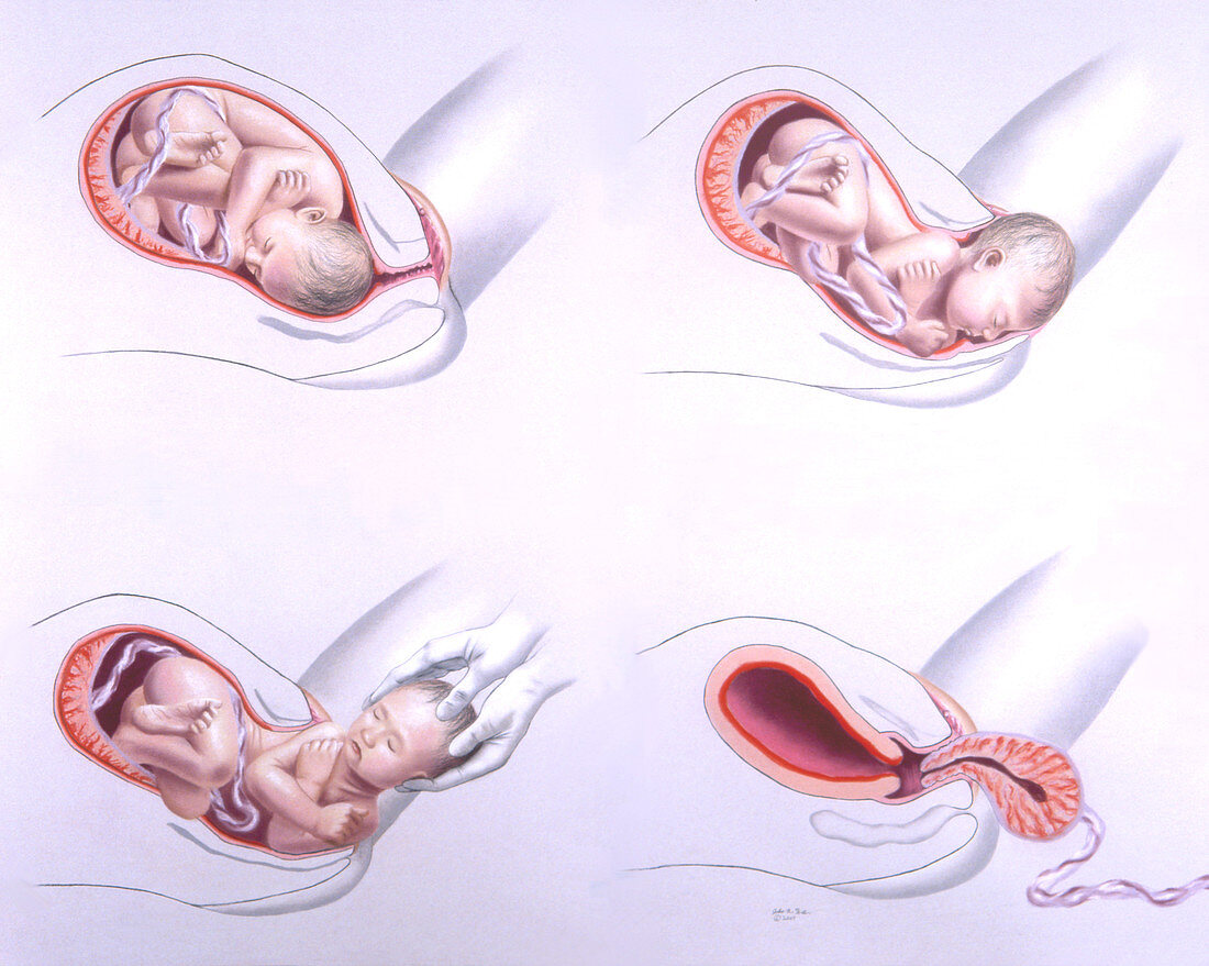 Birth sequence