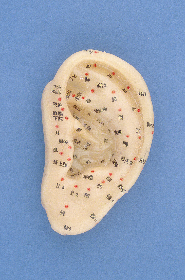 Reflexology Chart of Ear