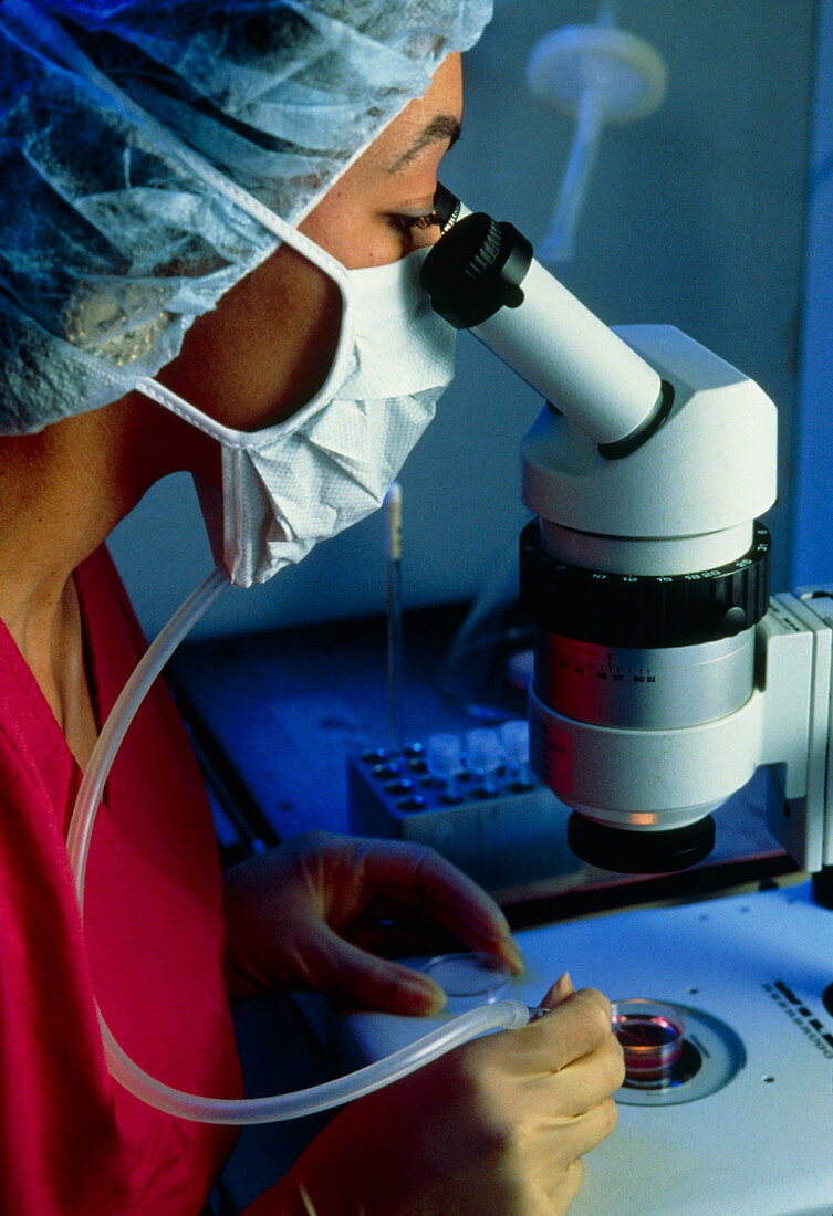 IVF scientist using a binocular microscope