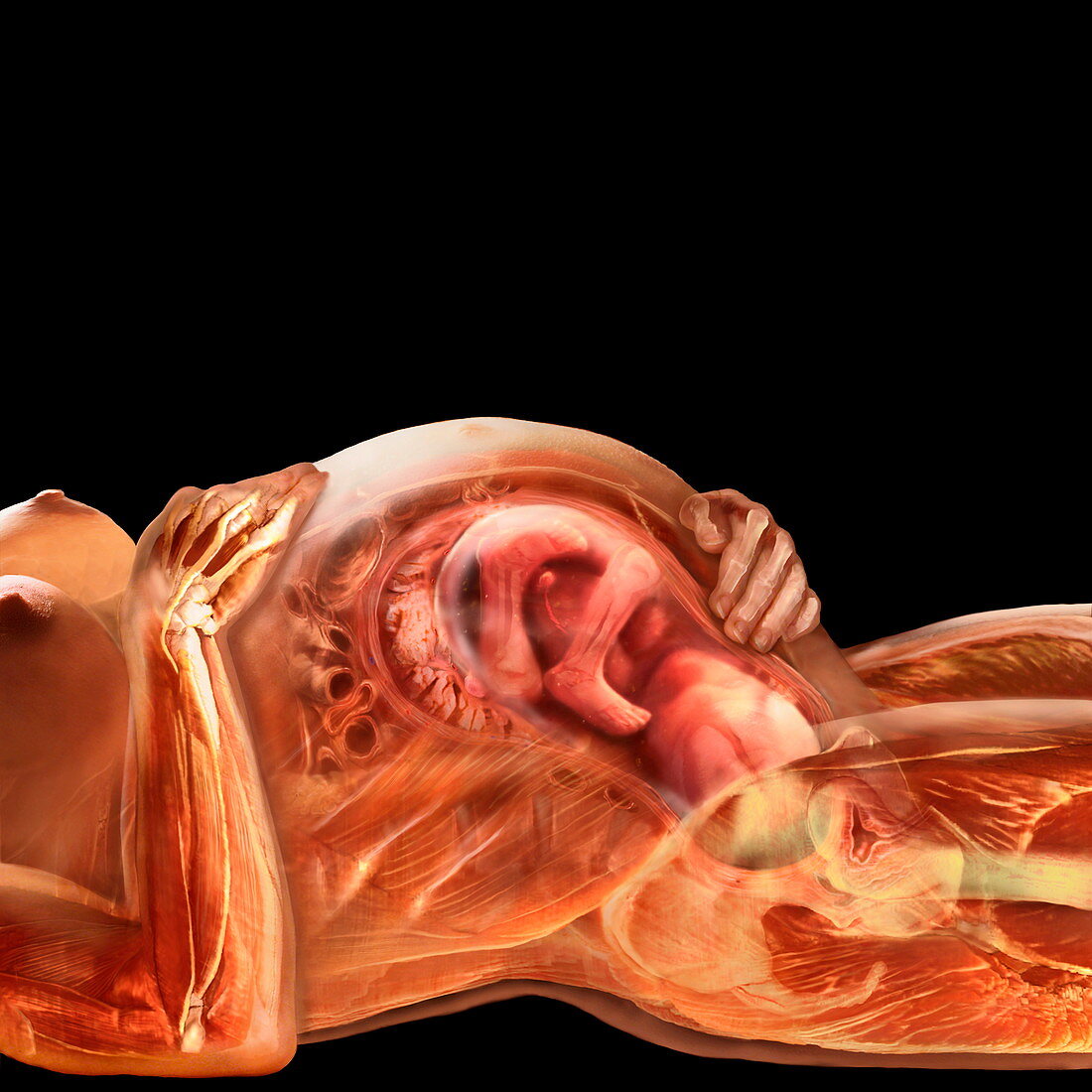 Anatomy of pregnant woman