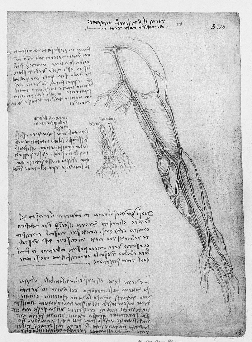 Da Vinci Superficial Vessels of the Arm