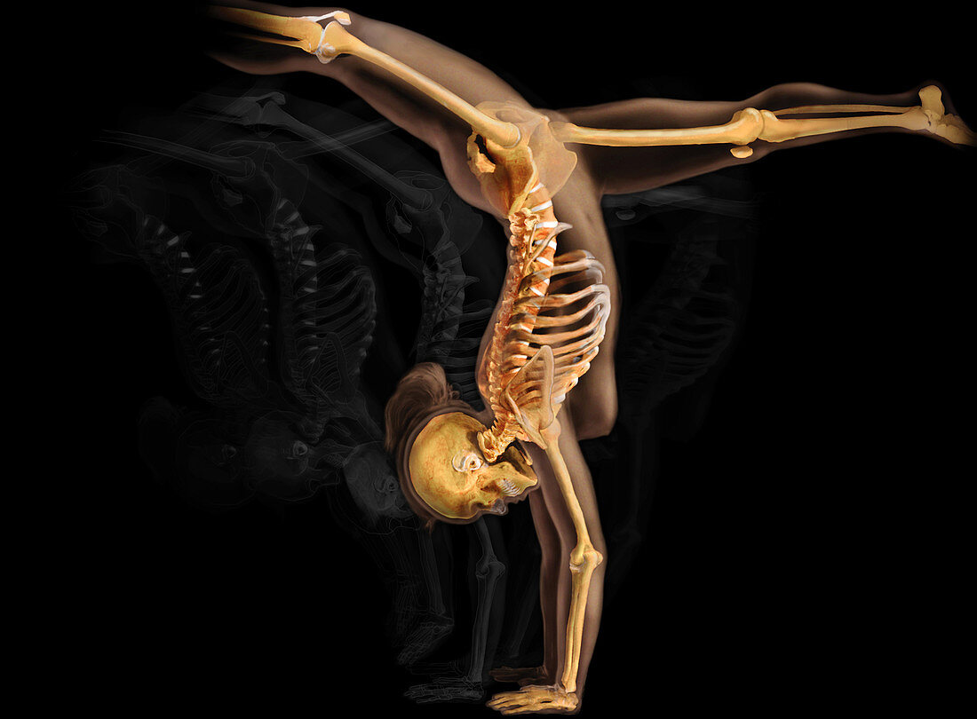 Female Skeletal System
