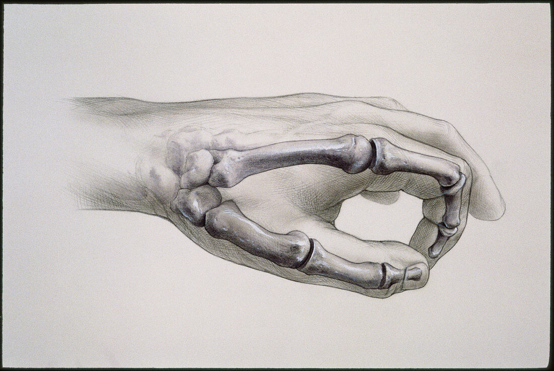 Artwork of bones in index finger and thumb