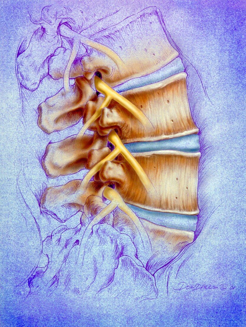 Lumbar spine