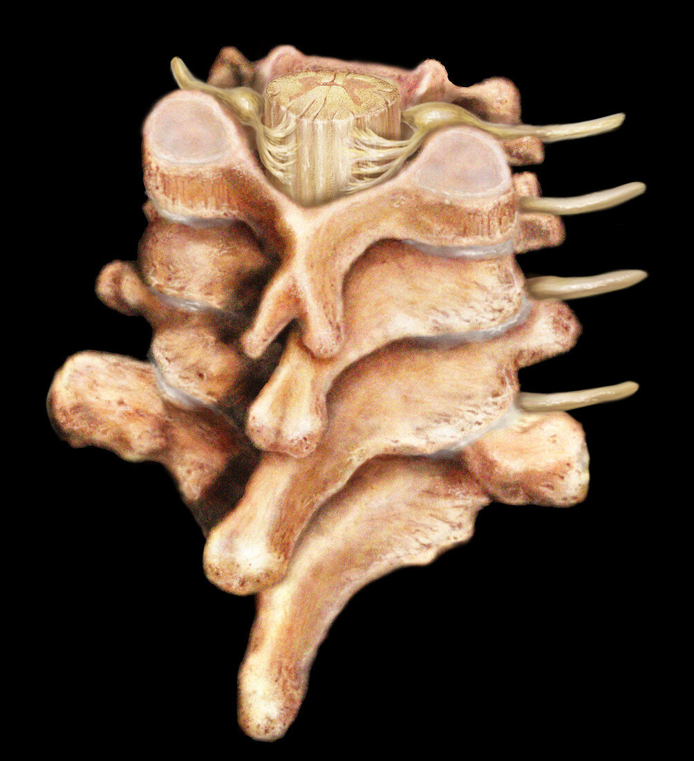 Spinal Cord and Vertebral Column