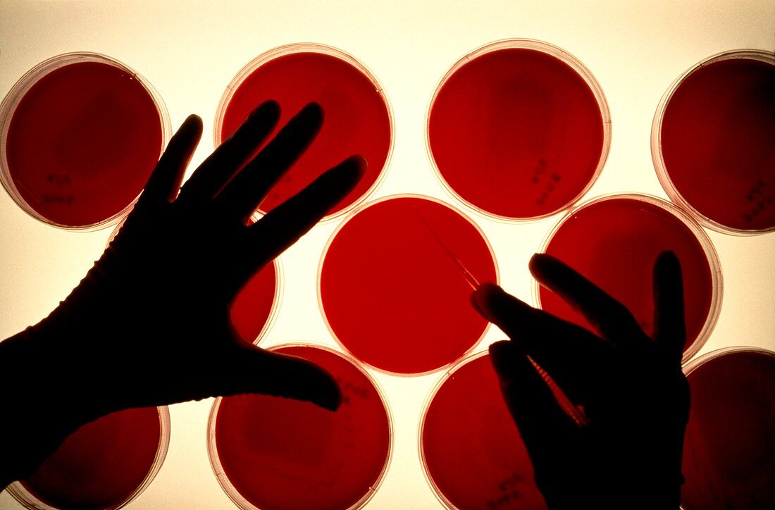 Researcher inoculates blood agar plates with virus