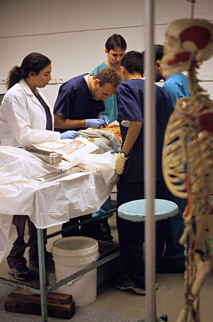Medical Students Studying Cadaver