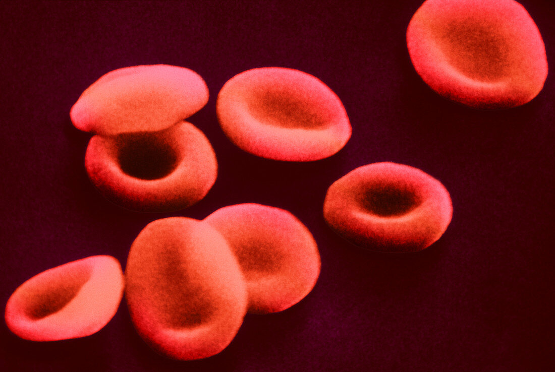 Red blood cells