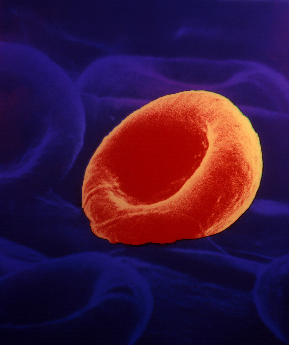 Human Blood Cell