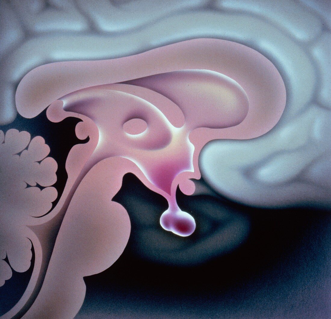 Illustration of the limbic system of the brain