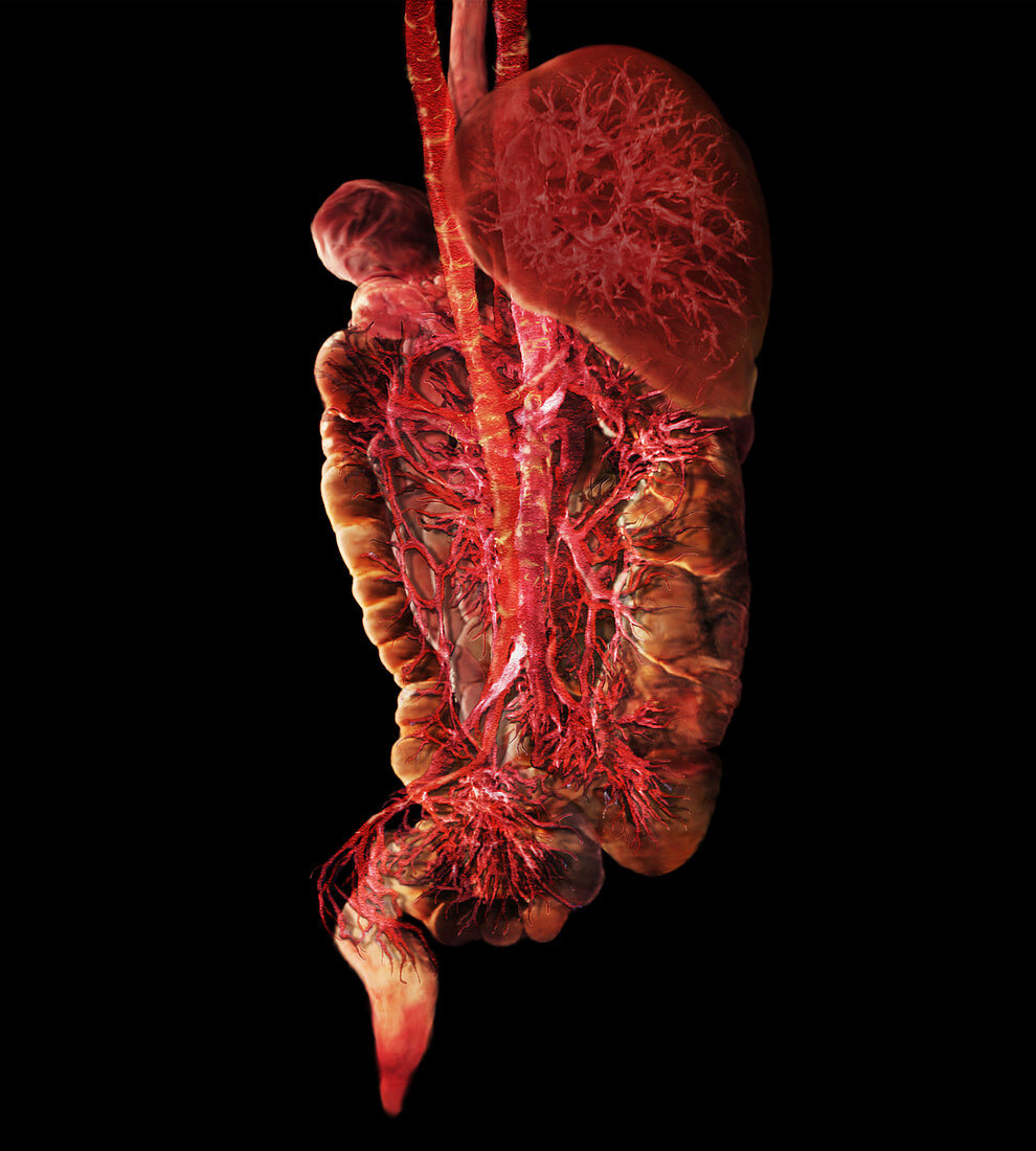 Lower Digestive Tract