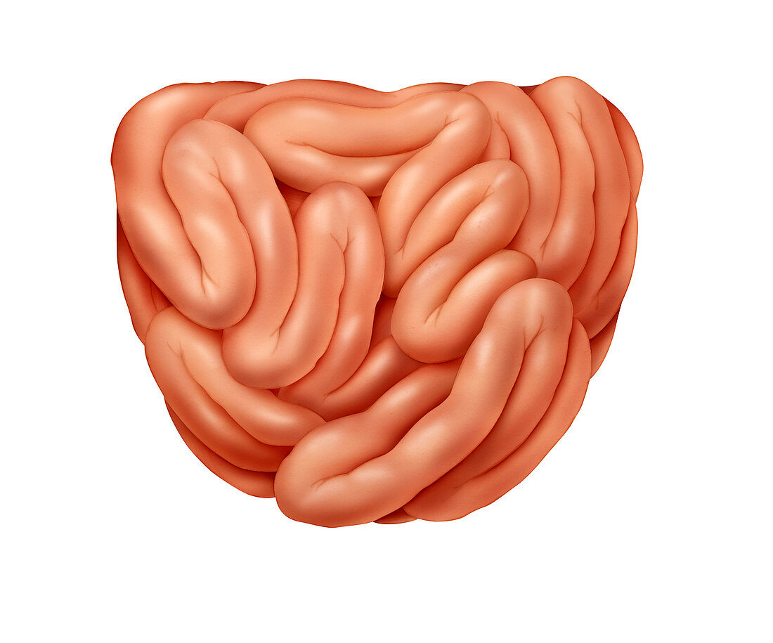 Small Intestine