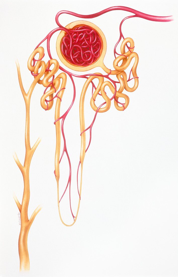Artwork of a healthy human kidney nephron