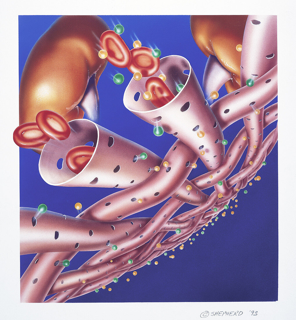 Kidneys meshwork of arterioles