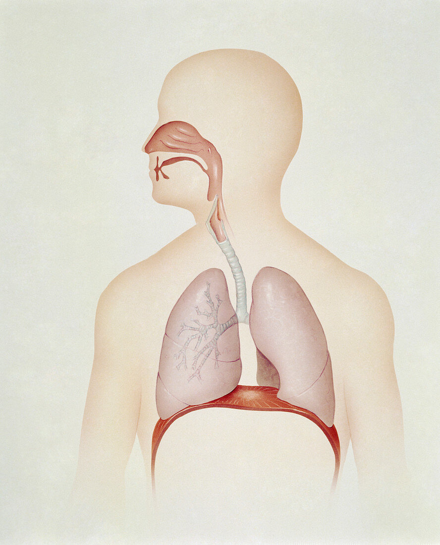 Artwork of the human respiratory system