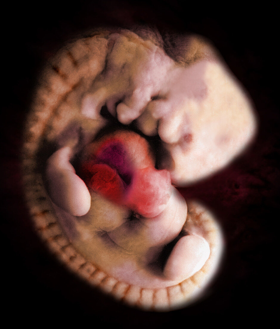 36-day-old Embryo